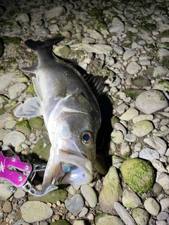 セイゴ（タイリクスズキ）の釣果