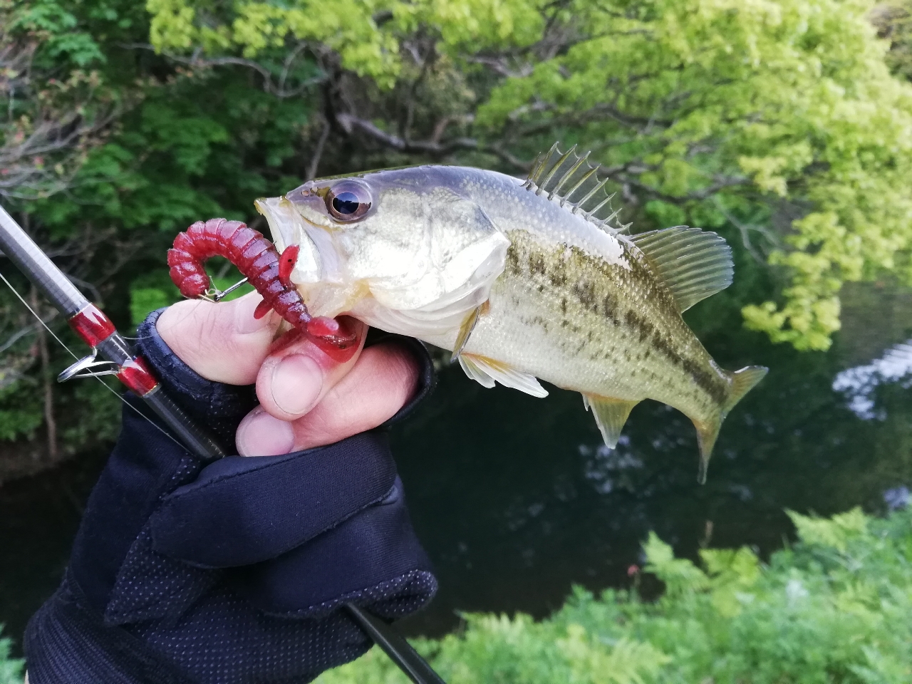 ブラックバス