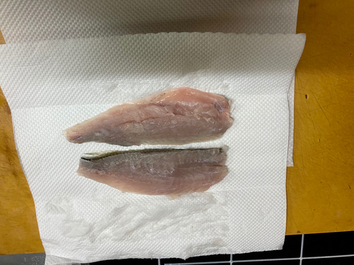 イシモチの釣果