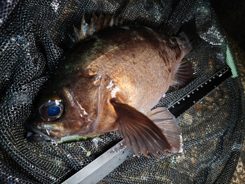 メバルの釣果