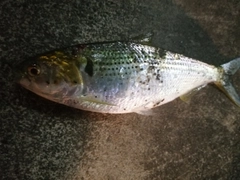 コノシロの釣果