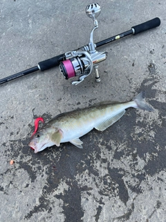 ホッケの釣果