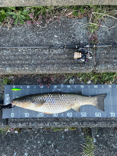 メナダの釣果