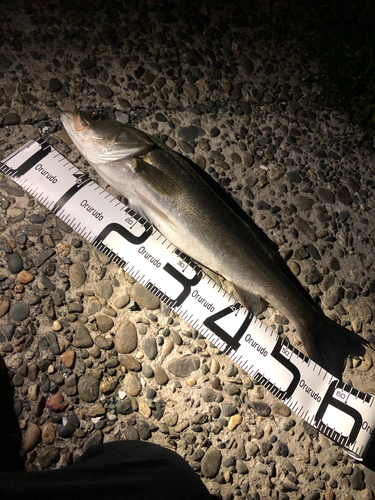 シーバスの釣果