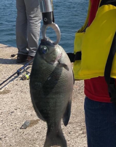 グレの釣果