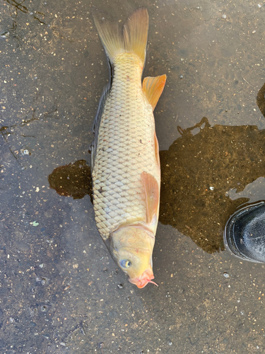 コイの釣果