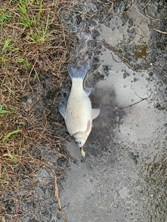 ヘラブナの釣果