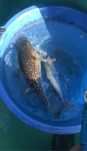 ショウサイフグの釣果