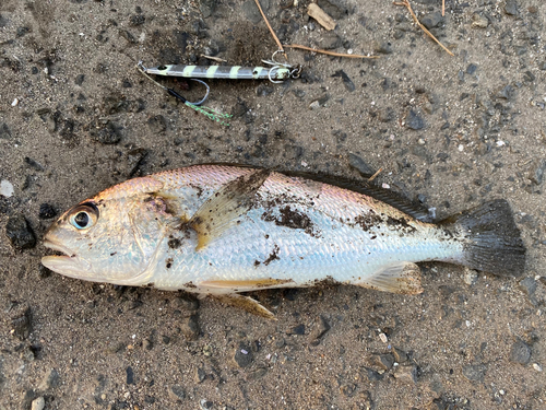 金沢水際線緑地（福浦岸壁）で釣れたイシモチの釣り・釣果情報