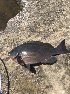 メジナの釣果