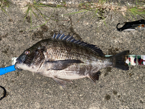 クロダイの釣果