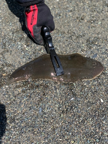 シタビラメの釣果