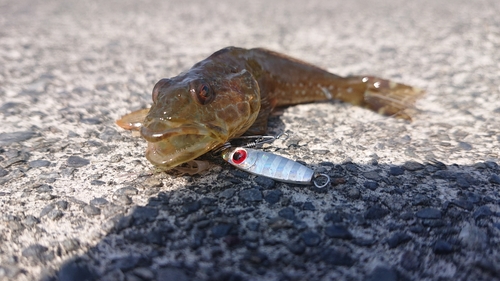 アナハゼの釣果