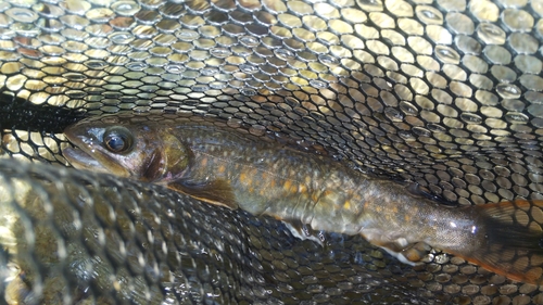 ニッコウイワナの釣果