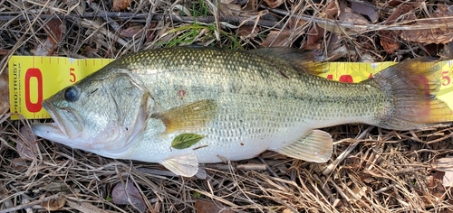 ラージマウスバスの釣果