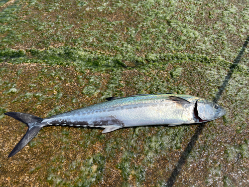 サゴシの釣果