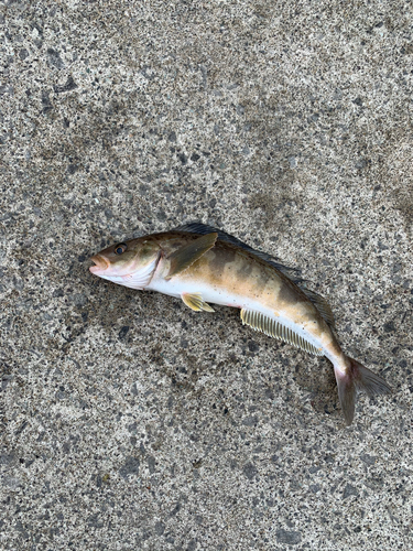 ホッケの釣果