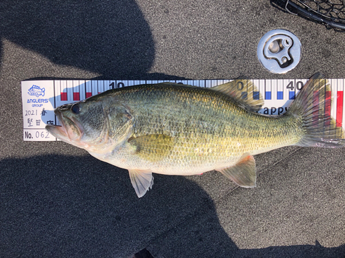 ブラックバスの釣果