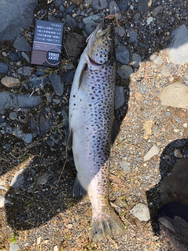 ブラウントラウトの釣果