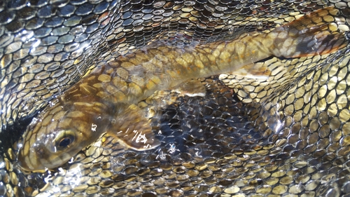 ニッコウイワナの釣果