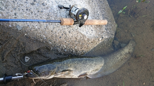 ナマズの釣果