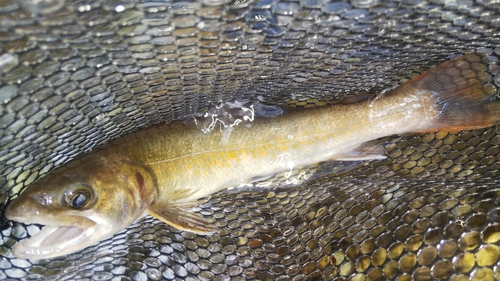 ニッコウイワナの釣果