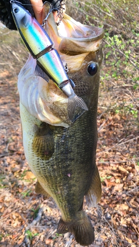 ラージマウスバスの釣果