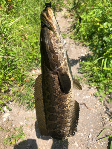 カムルチーの釣果