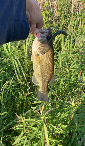 ラージマウスバスの釣果