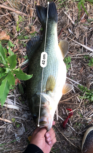 ブラックバスの釣果