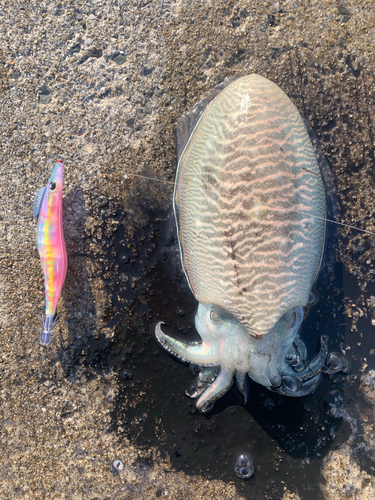 マツバイカの釣果