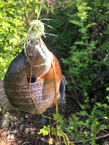 ブルーギルの釣果