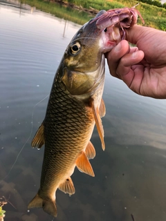 ニゴイの釣果