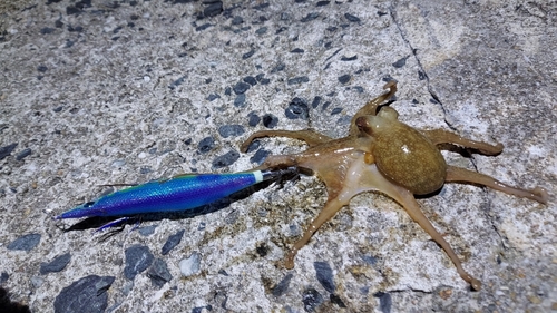 マダコの釣果