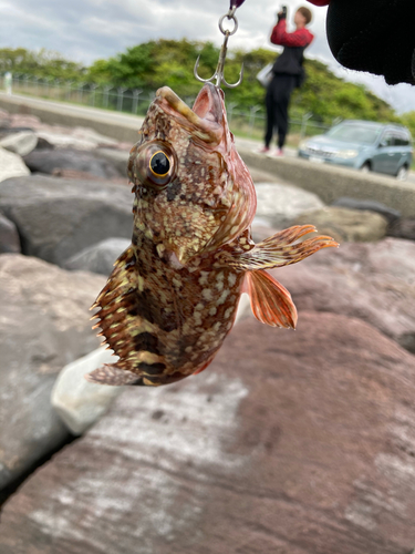 カサゴの釣果