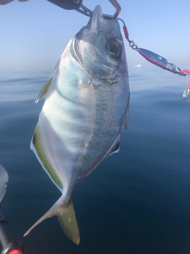 カイワリの釣果