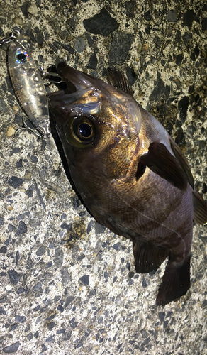 メバルの釣果