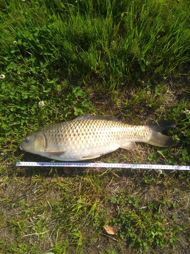 コイの釣果