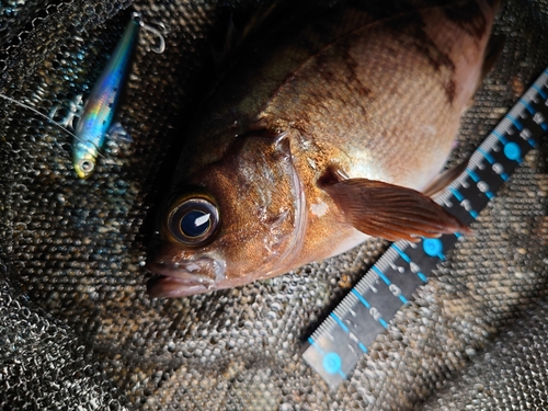 メバルの釣果