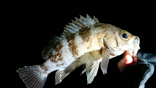 メバルの釣果