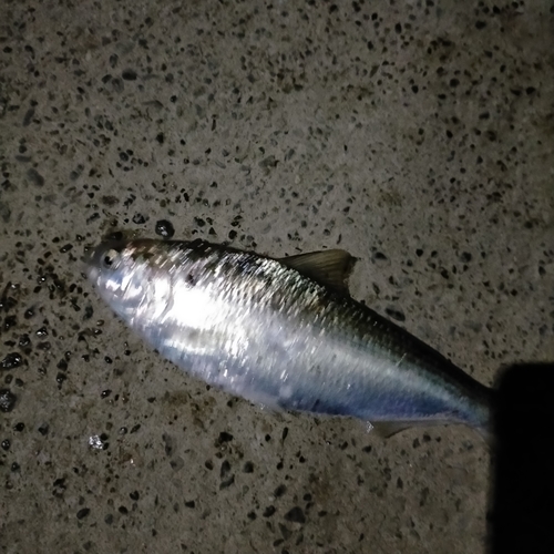 コノシロの釣果