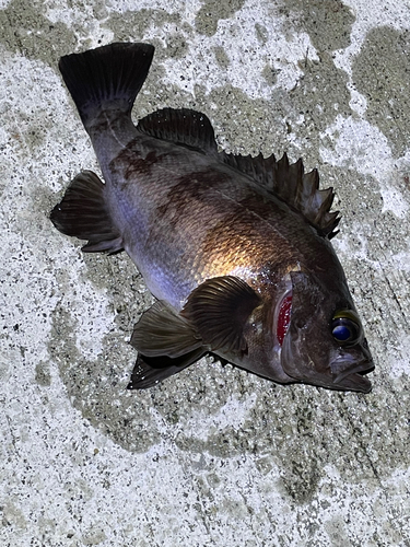 メバルの釣果