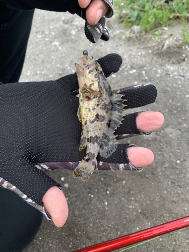 タケノコメバルの釣果