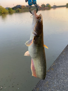 ナマズの釣果