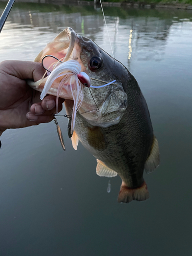 ラージマウスバスの釣果