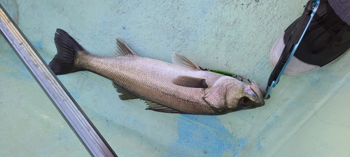 マルスズキの釣果