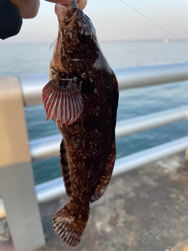 アイナメの釣果