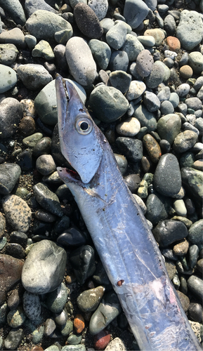 タチウオの釣果