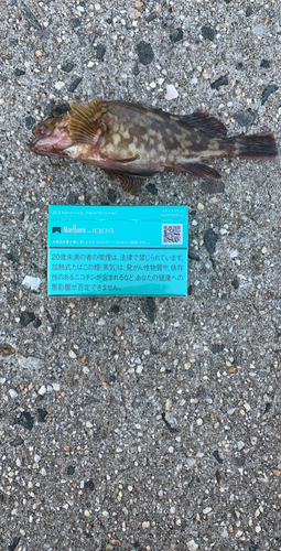 釣果