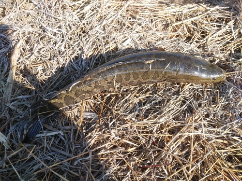 ライギョの釣果